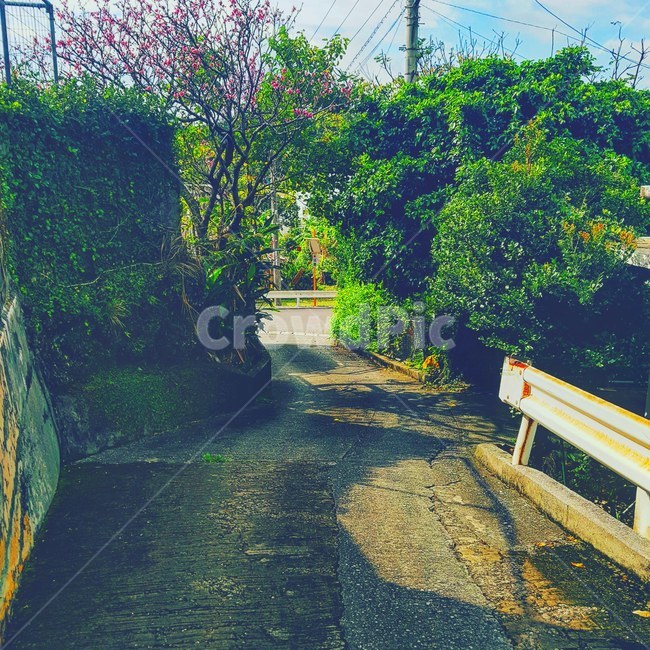 길거리,봄꽃,봄,계절,spring,season,flower,street,tree