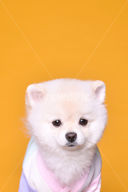 귀여운,강아지,포메,포메라니안,강아지모델,동물,animal,포유류,mammal,개,강아지,dog,doggy