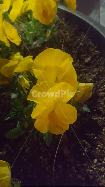꽃,근접,flower,봄,식물