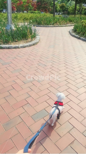 강아지,산책,공원,꽃,꽃밭,개산책