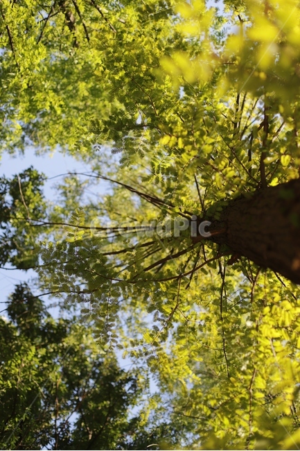 나무,메타세쿼이아,메타세콰이아,메타세콰이어,나뭇가지,나무기둥,잎,숲,자연,nature,가지,하늘,식물,자연,plants,nature,나무,trees,wood
