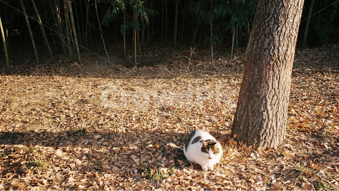 고양이,햇빛,길고양이,동물,서울숲,따뜻함,필름카메라,동물,animal,포유류,mammal,고양이,cat,kitten,kitty