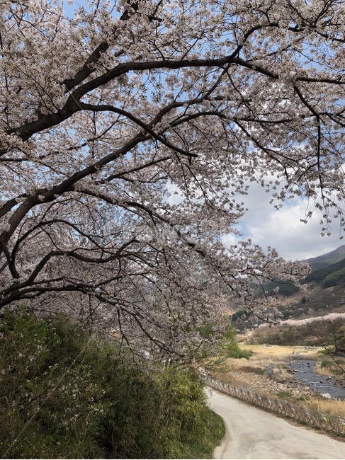 벚꽃,벚꽃길,감성,풍경,봄,봄,계절,spring,season,자연,풍경,nature,landscape,plant,식물,tree,나무