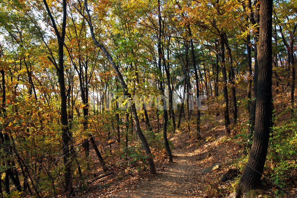 숲,오솔길,자연,가을,계절,단풍,낙엽,나무,가을,계절,fall,autumn,season,자연,풍경,nature,landscape