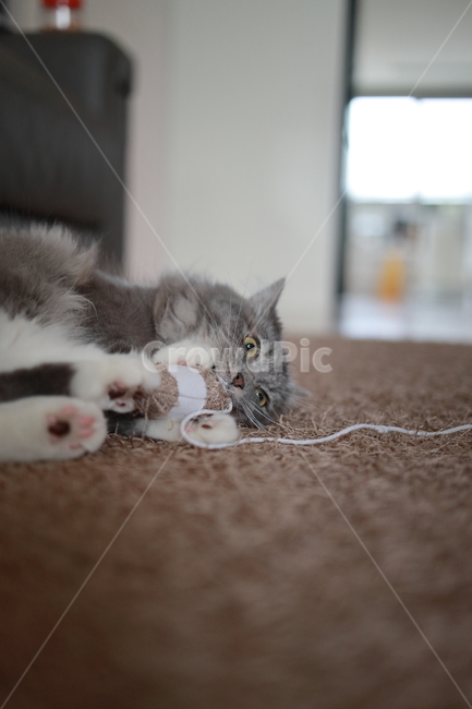 반려동물,고양이,캣,cat,랙돌,페르시안,동물,animal,포유류,mammal,고양이,cat,kitten,kitty