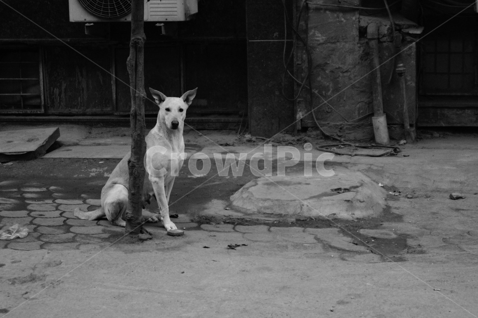 인도,강아지,흑백,흑백사진,개,동물,animal,포유류,mammal,개,강아지,dog,doggy,흑백,모노톤,monochrome,black and white