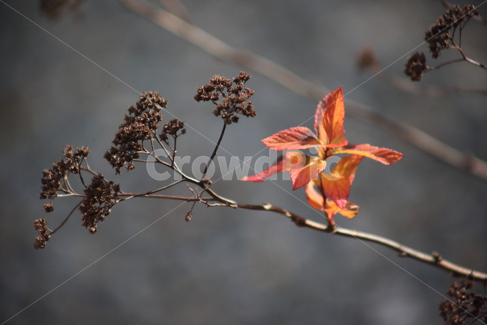 단풍,잎,식물,가을,redleaves,가을,계절,fall,autumn,season,식물,자연,plants,nature,leaf,plant,tree,나무
