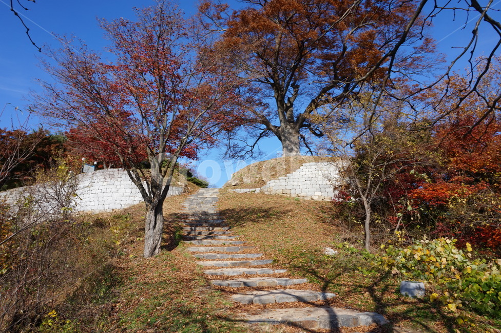 가을단풍,나무,자연,햇살,산,산정상,하늘,햇빛,그늘,단풍나무,풍경