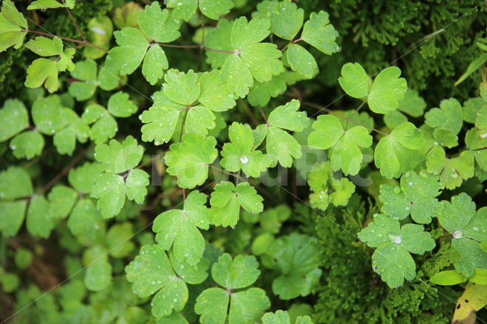 배경,초록,물방울,풀잎,패턴,식물,자연,plants,nature