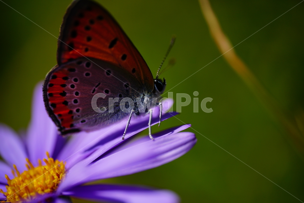 벌개미취,쑥부쟁이,나비,부전나비,곤충,벌레,꽃,플라워,자연,식물,butterfly,insect,flower,nature,bug,접사,클로즈업,closeup,macro,매크로,마크로,9월,가을,september,autumn,fall,꽃사진,가을꽃,가을,계절,fall,autumn,season,식물,자연,plants,nature,꽃,flower,동물,animal,곤충,벌레,insect,bug,plant