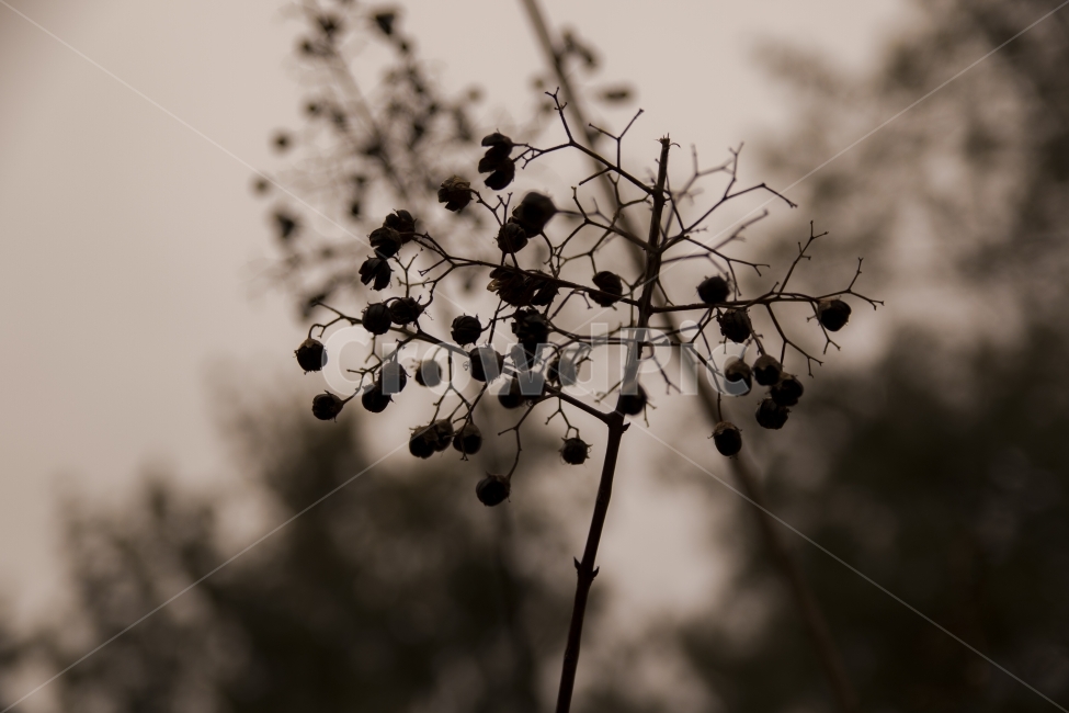 자연,나무,하늘,슬픈,슬픔,식물,자연,plants,nature,감성,sensible,feeling,흑백,모노톤,monochrome,black and white