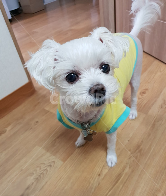 강아지,동물,멍멍이,말티즈,반려견,반려동물,puppy,animal,dog,개