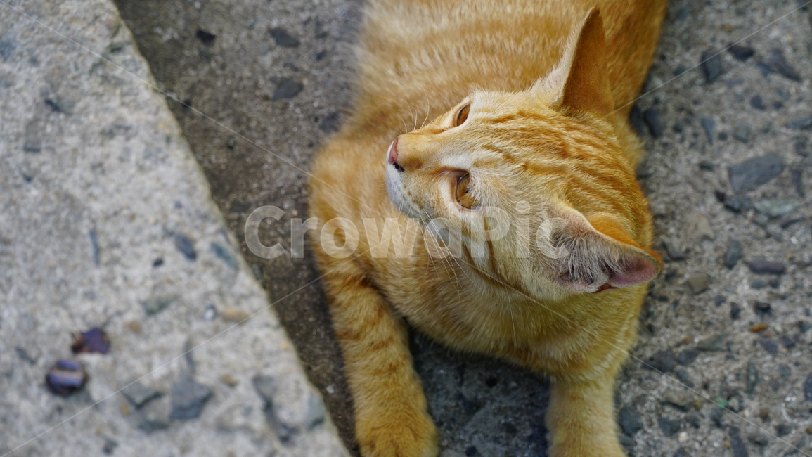 고양이,노란고양이,길고양이,귀여운,아기고양이,동물,animal,포유류,mammal,고양이,cat,kitten,kitty