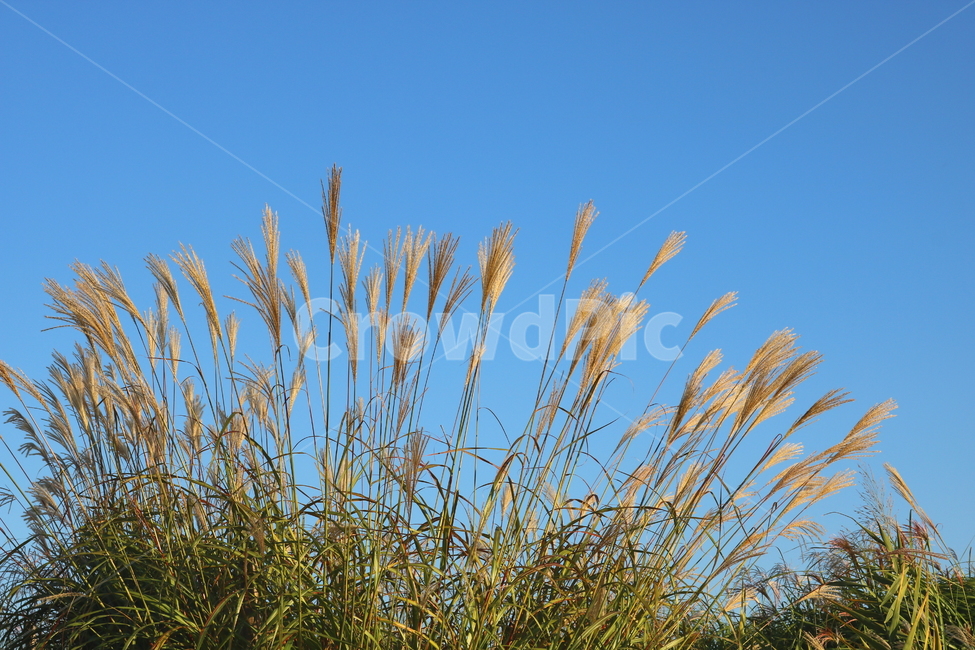 억새,억새풀,식물,자연,가을,벼과,억새축제,하늘공원,상암동,공원,가을,계절,fall,autumn,season,grass,잔디,plant,lawn