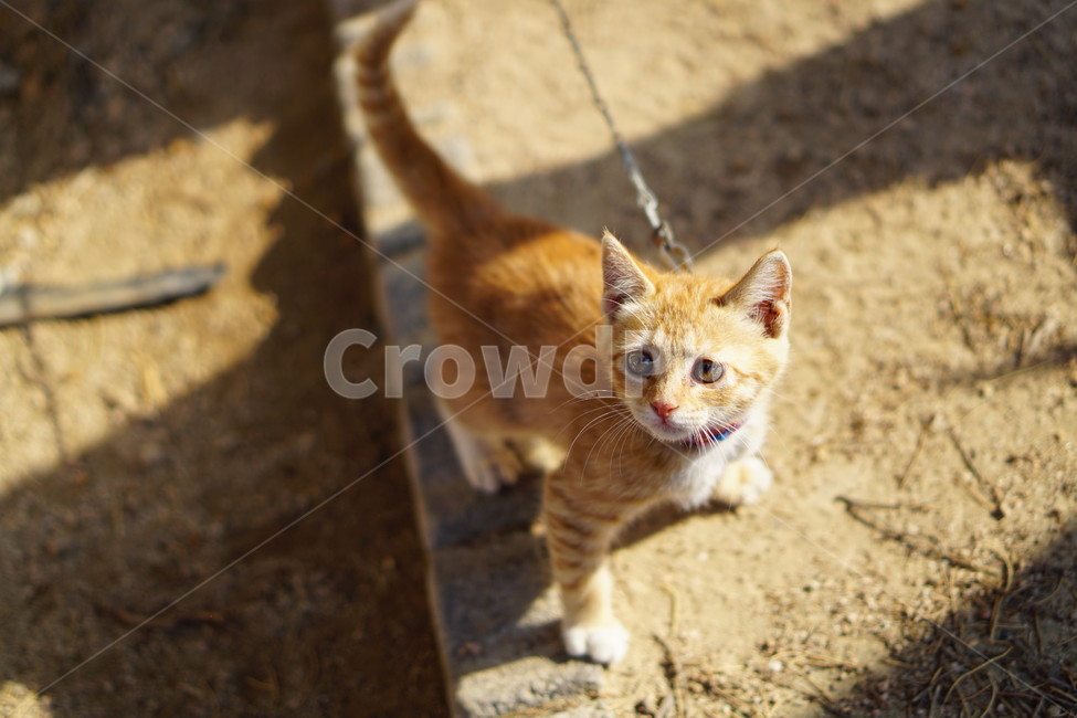 고양이,동물,아기고양이,태비,귀여움,동물,animal,포유류,mammal,고양이,cat,kitten,kitty