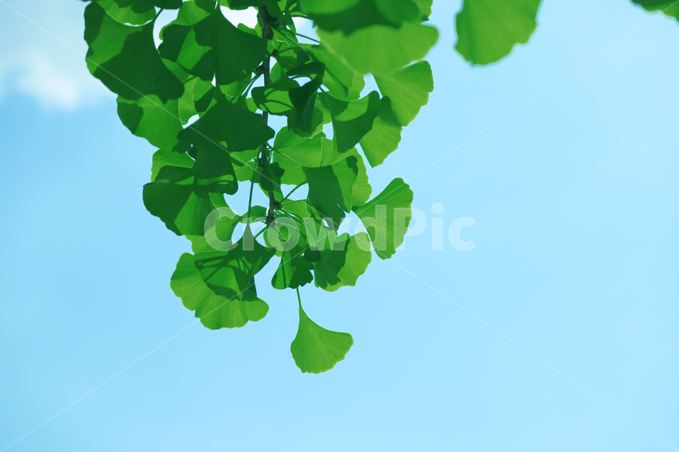 은향잎,은행나무,나뭇잎,잎,잎사귀,초록,여름,식물,자연,식물,자연,plants,nature