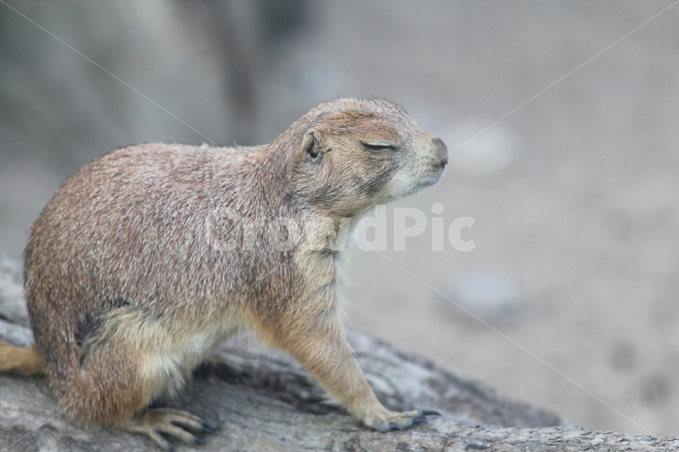 프레리독,동물원,낮잠,보초,동물,동물,animal,포유류,mammal