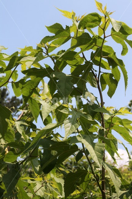 low floor,nature,low tree,deciduous shrub,tree,Moraceae,mulberry tree