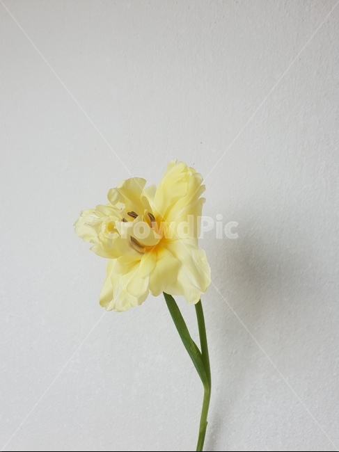 튤립,노란색,노란꽃,노란튤립,flower,봄,식물,꽃,flower
