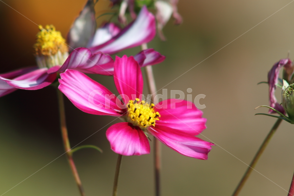 코스모스,꽃,식물,가을꽃,cosmos,가을,계절,fall,autumn,season,식물,자연,plants,nature,꽃,flower,plant