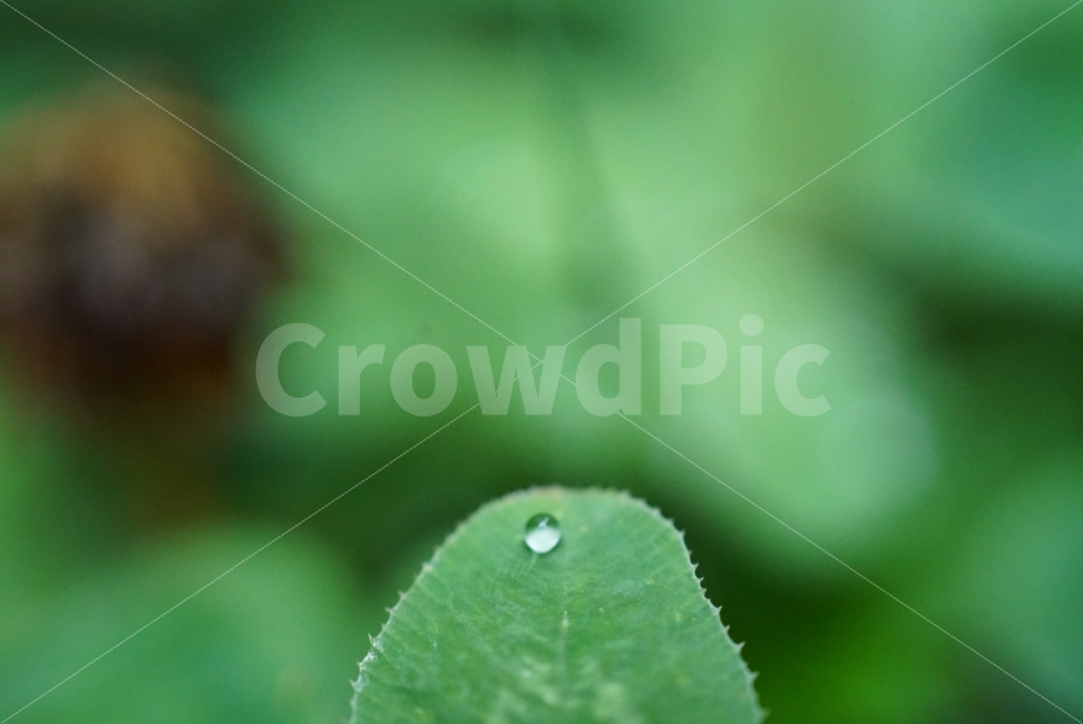 water drop,rainwater,Emotion,Wallpapers,leaf