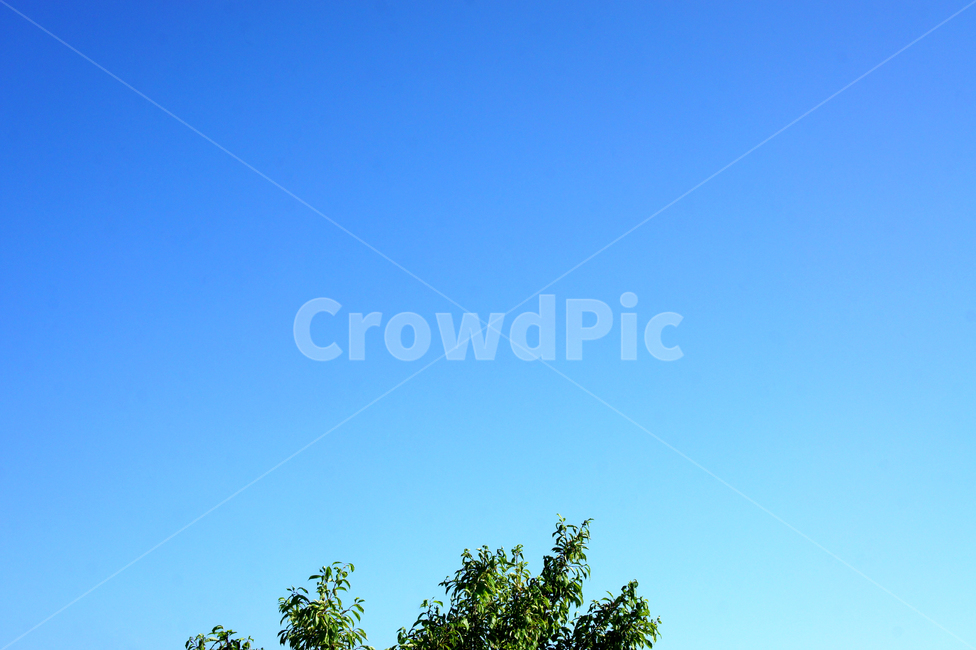 하늘,풍경,나무,여름,sky,tree,파란하늘,맑은하늘,초여름