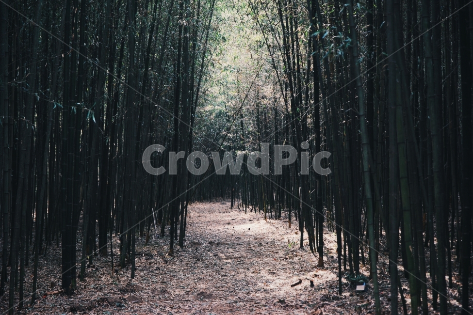 대나무,빛,겨울,오솔길,풍경,강,새,고요,아침,경관,자연,풍광,nature,landscape,한국자연풍경,한국자연경관,koreanaturelandscape,감성,감정,sensible,feeling,emotion,계절,season,마을,rural,한국전통,한국문화,koreatraditional,koreaculture,plant,나무,trees,wood,자연,풍경,nature,landscape,식물,plants,나무,trees,wood,tree