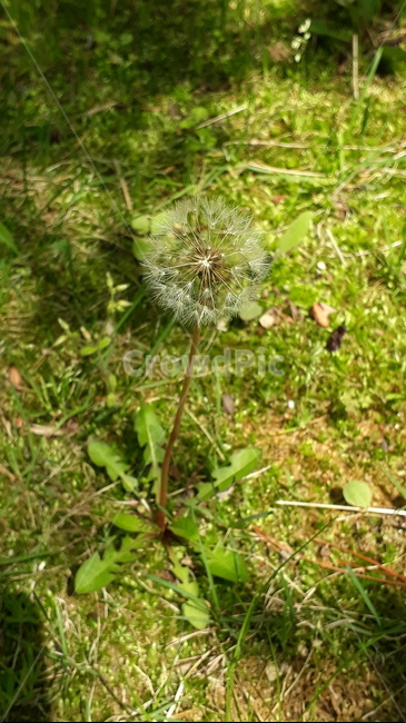 민들레,봄,푸릇,푸릇푸릇,파릇파릇,파릇