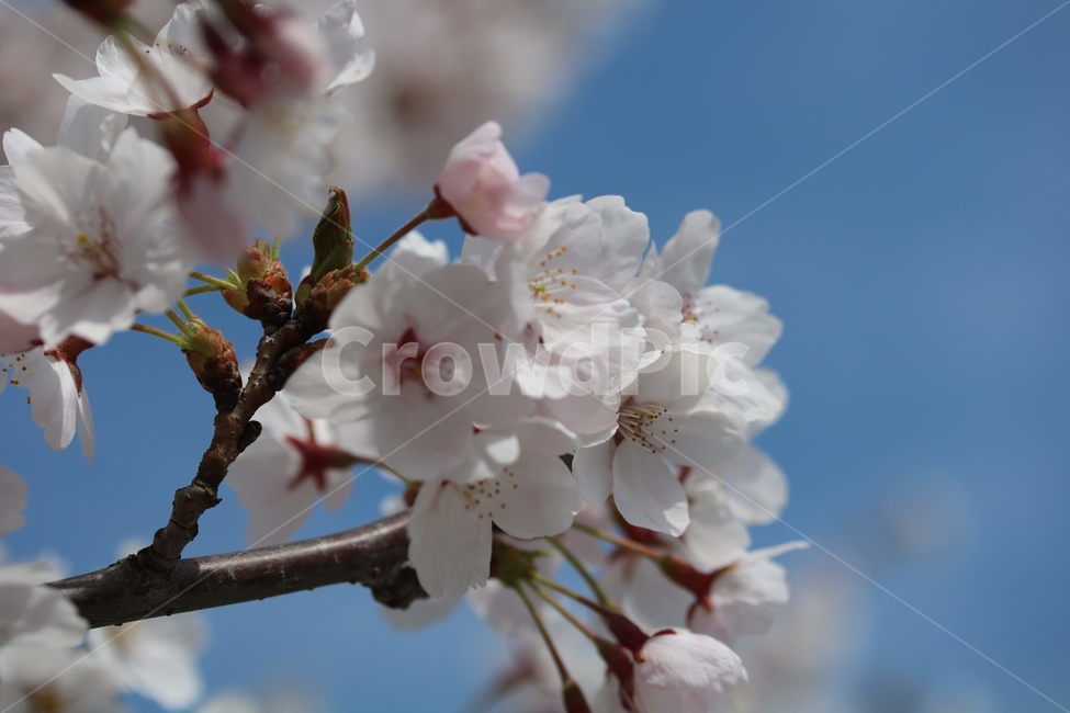 벚꽃,꽃,봄,계절,식물,자연,브라운,분홍색,하얀색,색깔,cherryblossom,pink,brown,white,flower,spring,season,color,plant,nature,봄,계절,spring,season,식물,자연,plants,nature,꽃,flower,blossom,cherry blossom