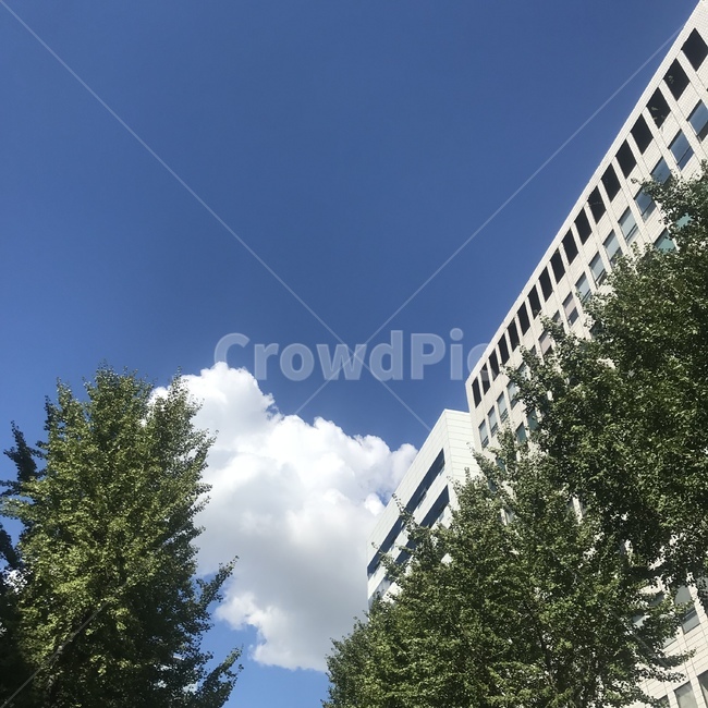 하늘,구름,나무,sky,blue,green,tree,cloud,clouds,자연,풍경,nature,landscape
