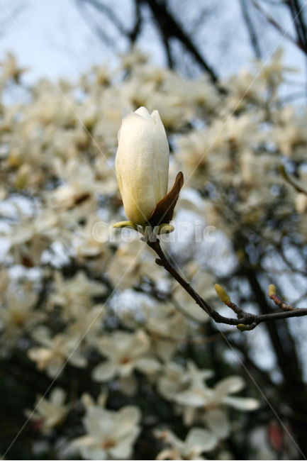 목련,산책,봄,봄날,감성,spring,flower,풍경,식물,꽃,하얀,흰색,white,봄,계절,spring,season,식물,자연,plants,nature,꽃,flower,sprout,새싹,blossom,bud,싹,plant