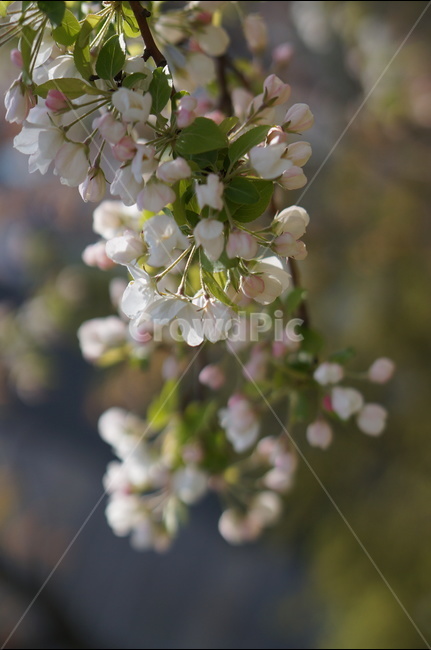 사과꽃,봄,연핑크,맑음,아침,꽃봉오리,식물,자연,plants,nature,꽃,flower