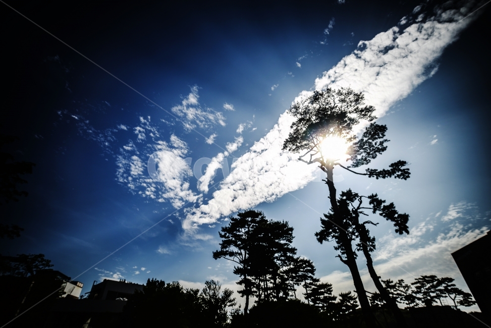 해,나무,하늘,빛,sun,tree,sky,wallpaper,자연,풍경,nature,landscape,flare,플레어,light,sunlight,햇빛