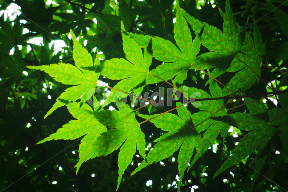 나뭇잎,단풍잎,나무,자연,잎,식물,mapleleaf,leaf,tree,낮,아침,오전,상쾌,산뜻,연두색,초록색,환경,신선함,산뜻함,plant,green,fresh,nature,outdoors,식물,자연,plants,nature