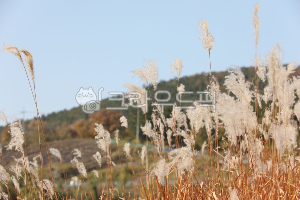 하중도,갈대,갈대숲,풍경,식물,가을