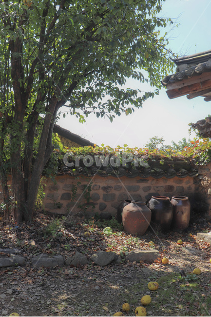 roof,지붕,하늘,sky,기와,한옥,koreanstylehouse,house,장독대,나무,tree,넝쿨,덩굴,ivy,한국전통,한국문화,korean traditional,korean culture
