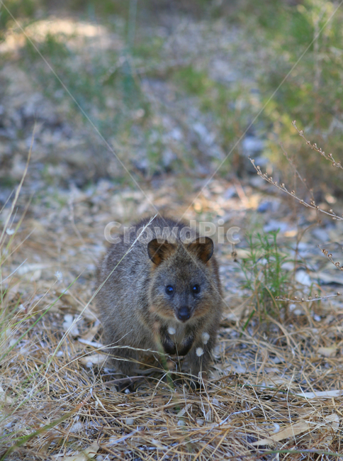 쿼카,야생,로트네스트,호주,쿠아카왈라비,quokka,퍼스,동물,귀여운,친화적인,섬,아일랜드,rottnestisland,perth,동물,animal,포유류,mammal