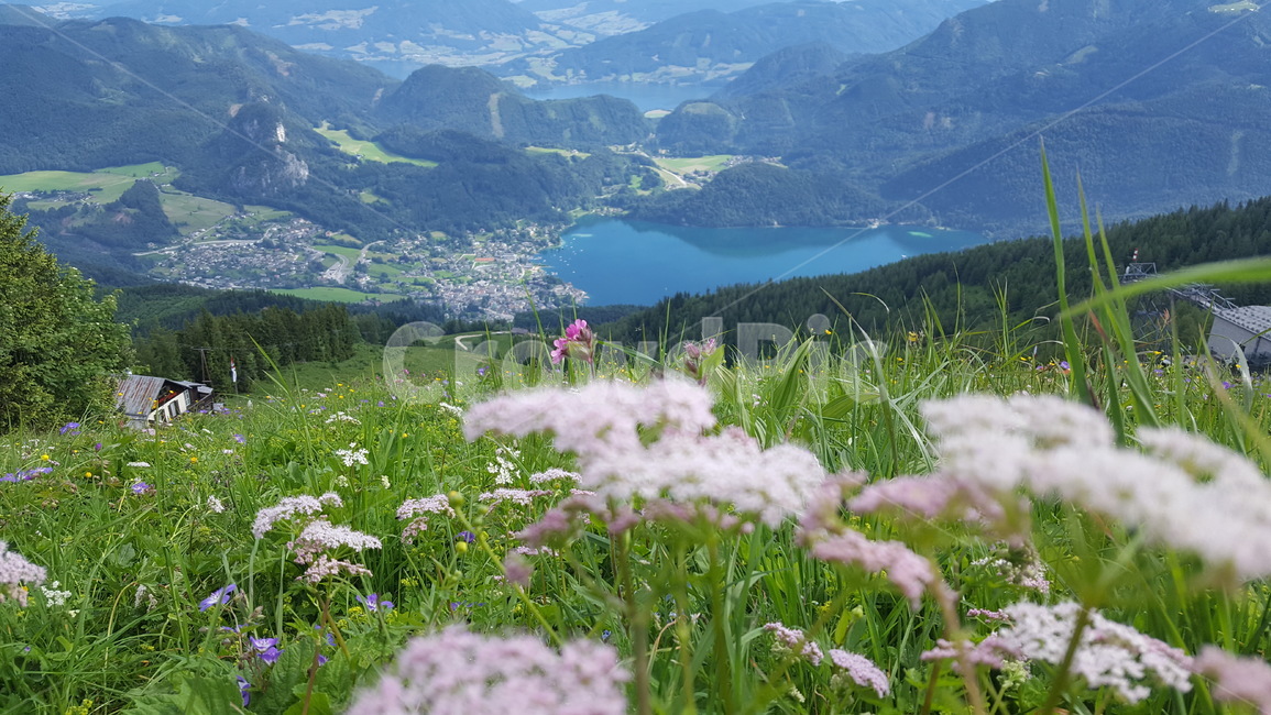 nature,자연,grassland,목초지,유럽,배경,풍경,field,들,자연,풍경,nature,landscape