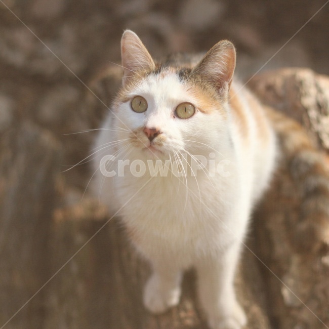 고양이,동물,야옹이,시골냥,cat,동물,animal,포유류,mammal,고양이,cat,kitten,kitty