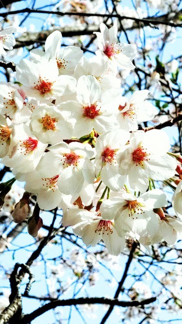 plant,식물,cherryblossom,벚꽃,blossom,꽃,flower