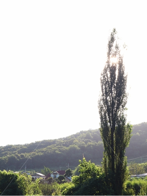 미루나무,여름,풍경,충북,음성,식물,자연,plants,nature,나무,trees,wood