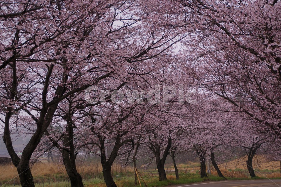 꽃,벚꽃,벚나무,나무,자연,식물,자연풍경,봄,spring,nature,trees,감성,분홍색,pink,길,풀,sky,하늘,봄,계절,spring,season,식물,자연,plants,nature,꽃,flower,나무,trees,wood,plant,blossom