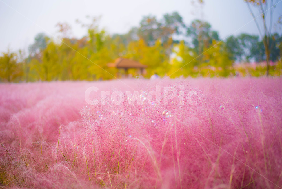 핑크뮬리,꽃,분홍꽃,갈대,핑크갈대,가을,계절,fall,autumn,season,자연,풍경,nature,landscape