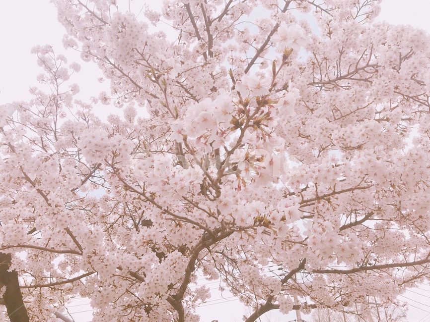 벚꽃,일본감성,연분홍,봄,꽃