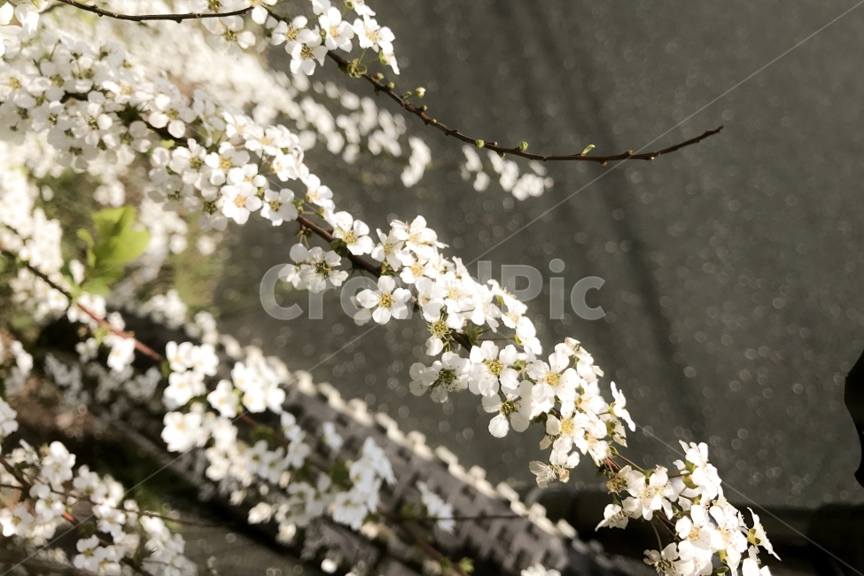 봄,꽃,Flowers,spring,꽃잎,봄,계절,spring,season,식물,자연,plants,nature,꽃,flower,plant,blossom,cherry blossom,벚꽃