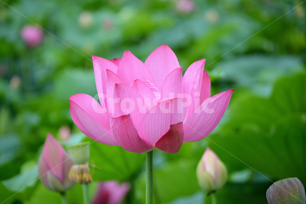 연꽃,꽃,분홍꽃,식물,풍경,식물,자연,plants,nature,꽃,flower