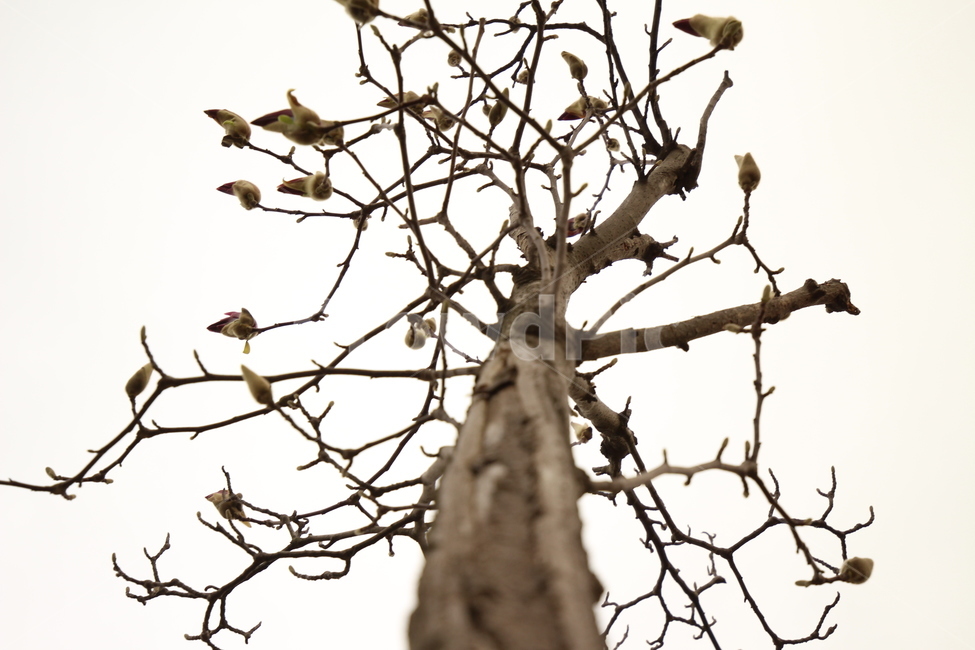 나무,목련,꽃,여름,가을,봄,외로움,식물,자연,plants,nature,나무,trees,wood