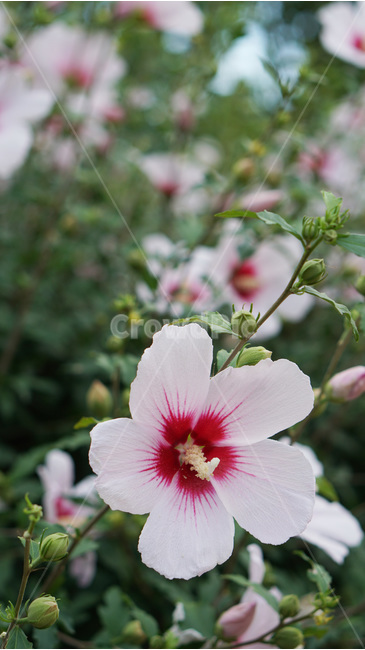 꽃,무궁화,대한민국,식물,자연,식물,자연,plants,nature,꽃,flower