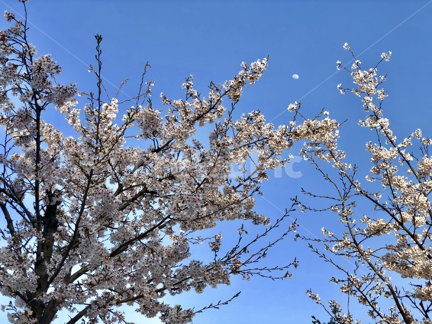 봄,벚꽃,하얀달,낮에뜨는달,whitemoon,하늘,cherryblossoms,spring,sky