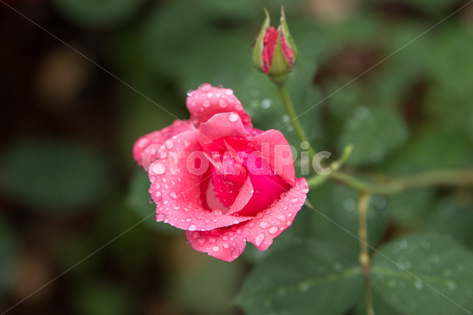 비오는날,장미,물방울,장미와물방울,비오는날의장미,장미한송이,식물,자연,plants,nature,꽃,flower